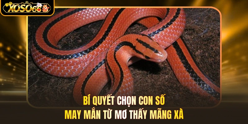 Bí quyết chọn con số may mắn từ mơ thấy mãng xà