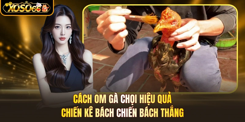 Cách Om Gà Chọi Hiệu Quả - Chiến Kê Bách Chiến Bách Thắng