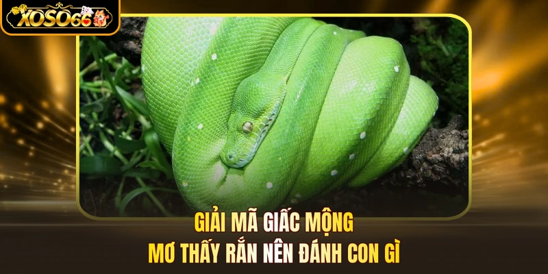 Giải mã giấc mộng Mơ thấy rắn nên đánh con gì