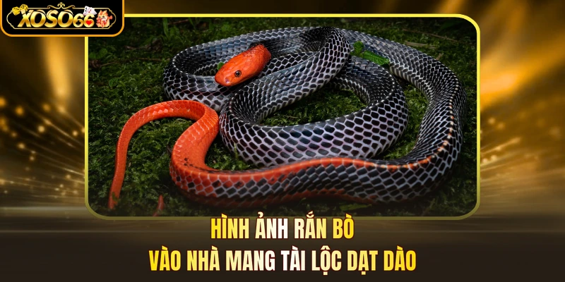 Hình ảnh rắn bò vào nhà mang tài lộc dạt dào