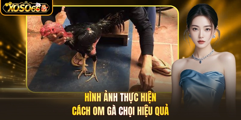 Hình ảnh thực hiện cách om gà chọi hiệu quả