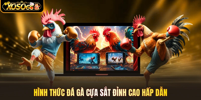 Hình thức đá gà cựa sắt đỉnh cao hấp dẫn