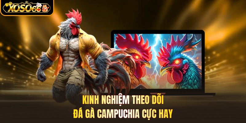 Kinh nghiệm theo dõi đá gà campuchia cực hay