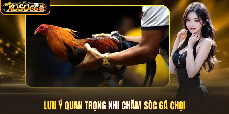 Lưu ý quan trọng khi chăm sóc gà chọi