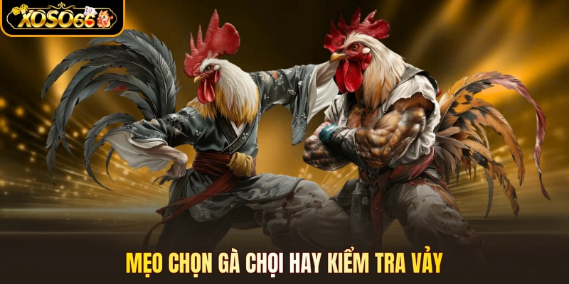 Mẹo chọn gà chọi hay kiểm tra vảy