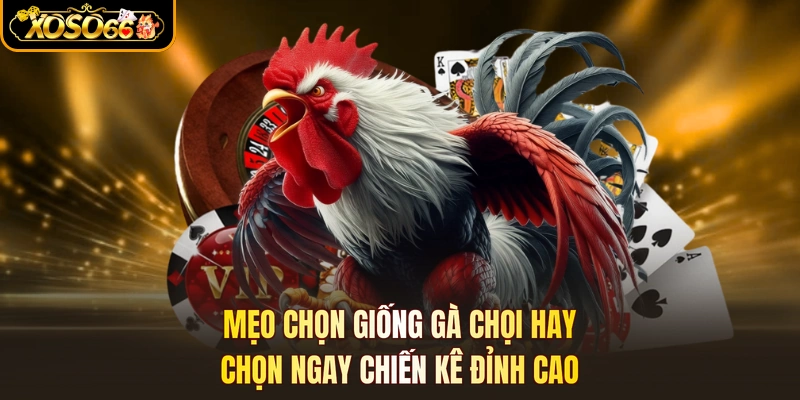 Mẹo Chọn Giống Gà Chọi Hay - Chọn Ngay Chiến Kê Đỉnh Cao