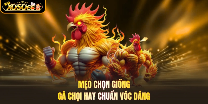 Mẹo chọn giống gà chọi hay chuẩn vóc dáng