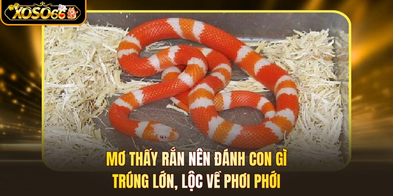 Mơ Thấy Rắn Nên Đánh Con Gì - Trúng Lớn, Lộc Về Phơi Phới