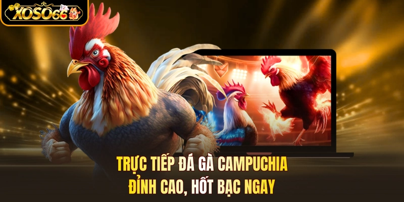 Trực Tiếp Đá Gà Campuchia - Đỉnh Cao, Hốt Bạc Ngay